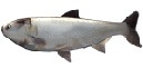 Silver Carp