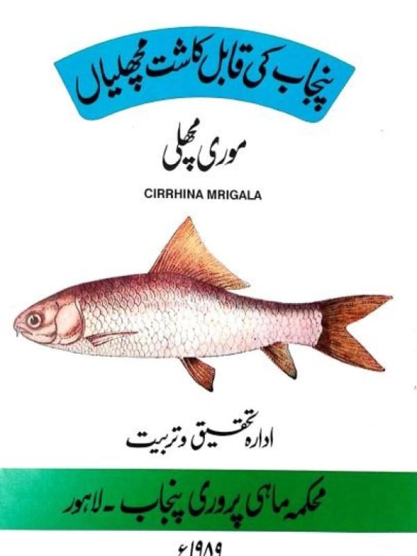Punajb Culturable Fish Species Cirrhina Mrigala