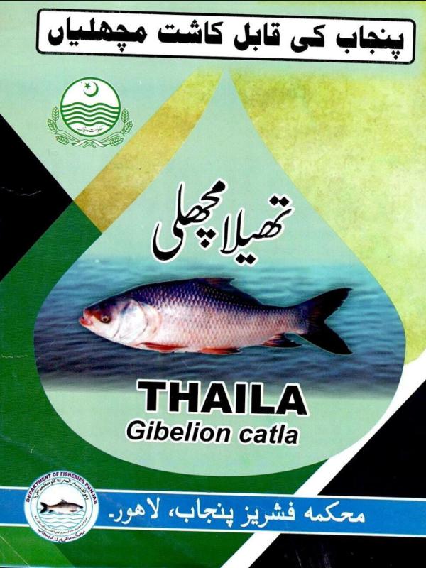 Thaila Fish (Gibelion catla) Farming Guide